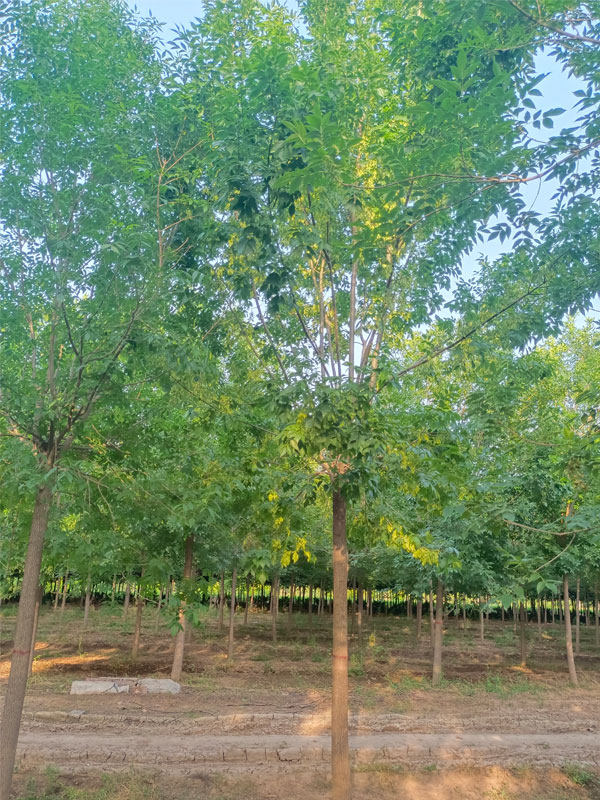 1730876075886819.jpg 13.jpg