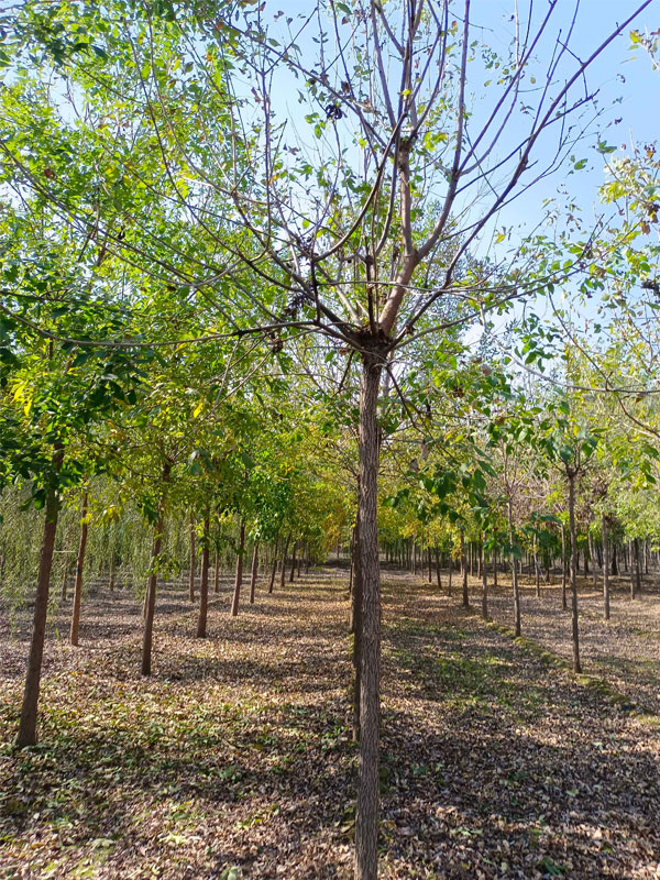 1730876702852377.jpg 8.jpg