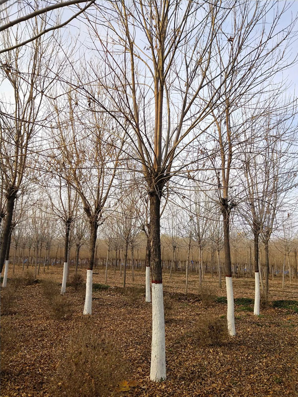 1730877475246880.jpg 2.jpg