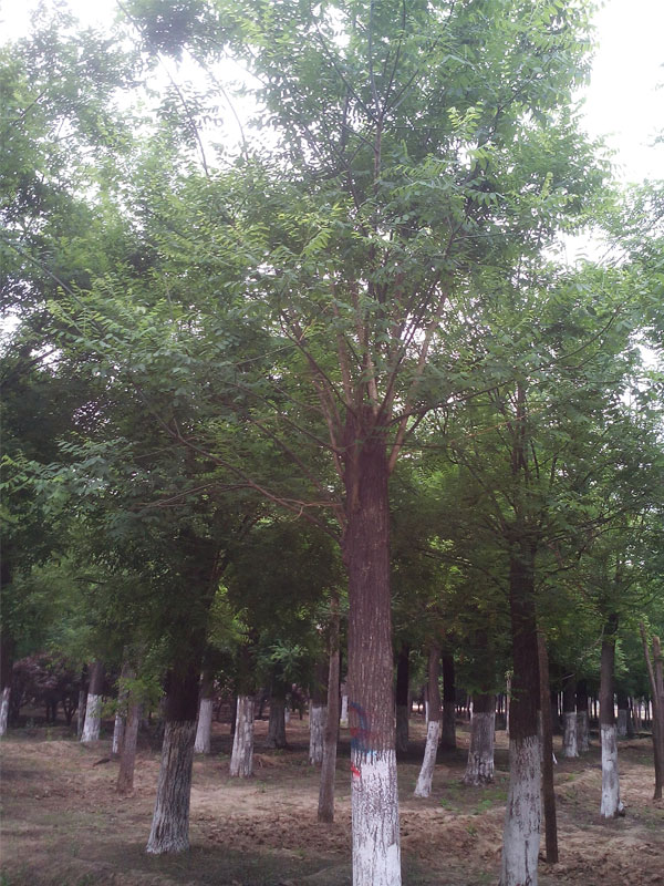 1731048266737261.jpg 1.jpg