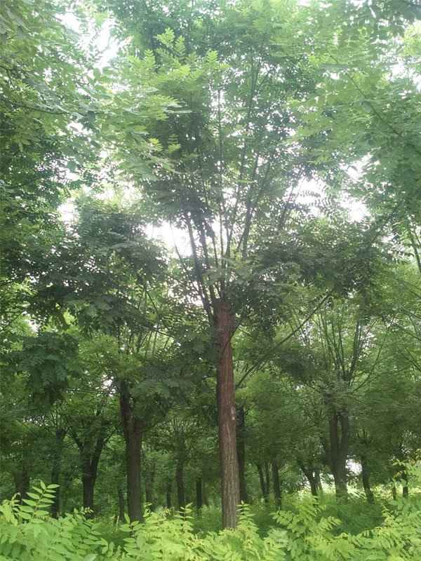 1731048792533325.jpg 6.jpg