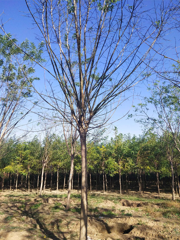 1731049382620390.jpg 11.jpg