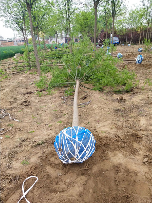 1731049961638499.jpg 16.jpg