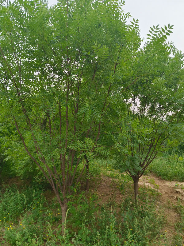 1731130906295524.jpg 10.jpg