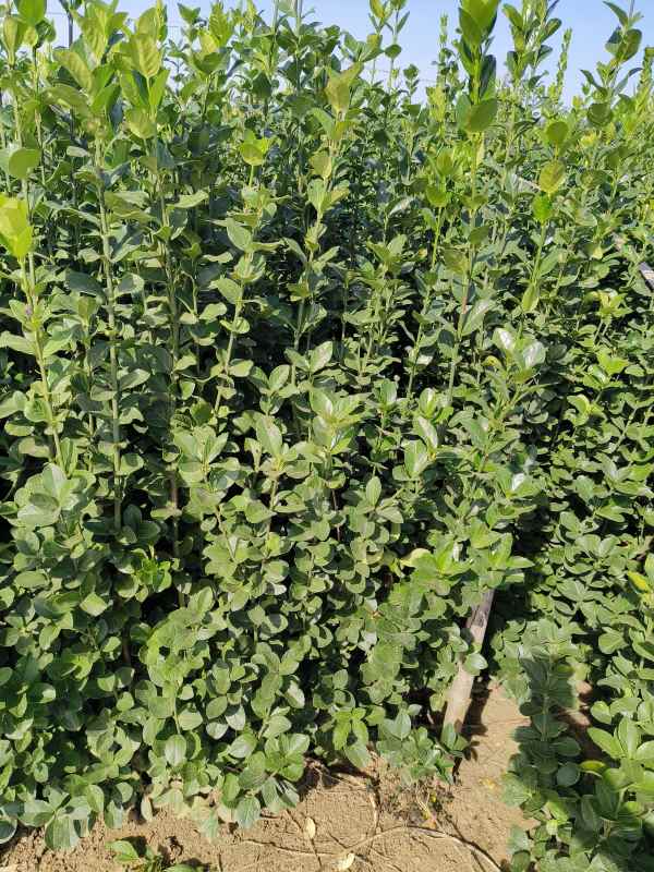 1731654876322491.jpg t (11).jpg