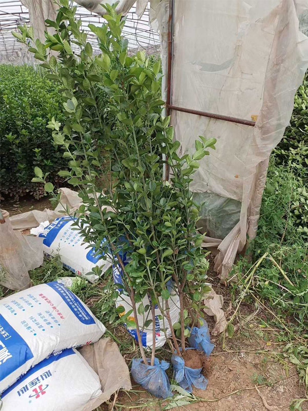 1731655067845398.jpg 7.jpg