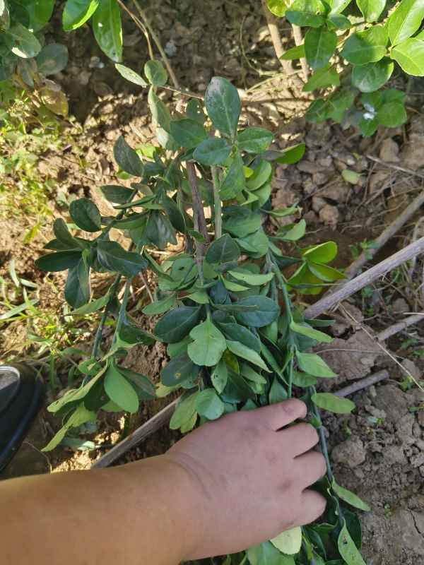 1731655146127112.jpg t (15).jpg