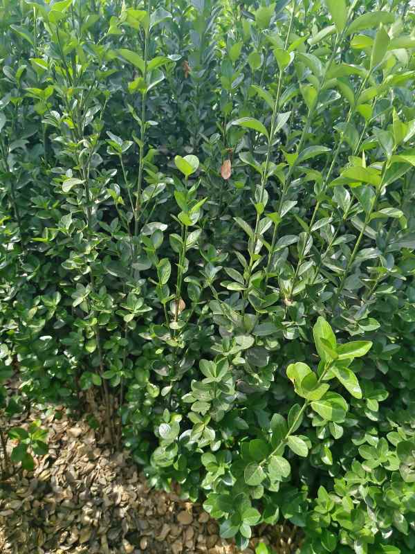 1731655238154368.jpg t (7).jpg