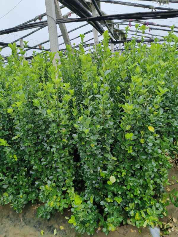 1731655331941869.jpg t (8).jpg