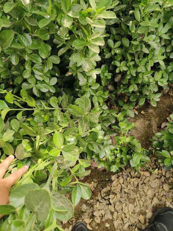 1731655420299188.jpg t (6).jpg