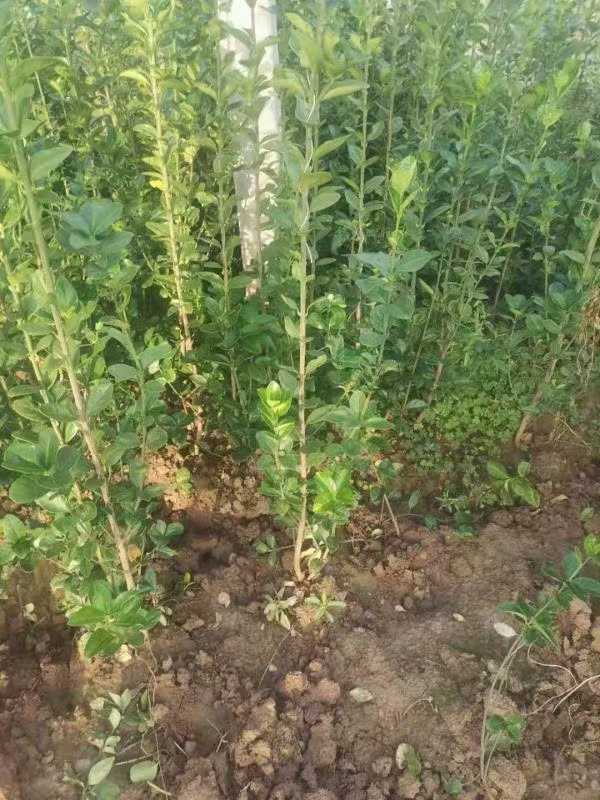 1731655500487647.jpg t (1).jpg