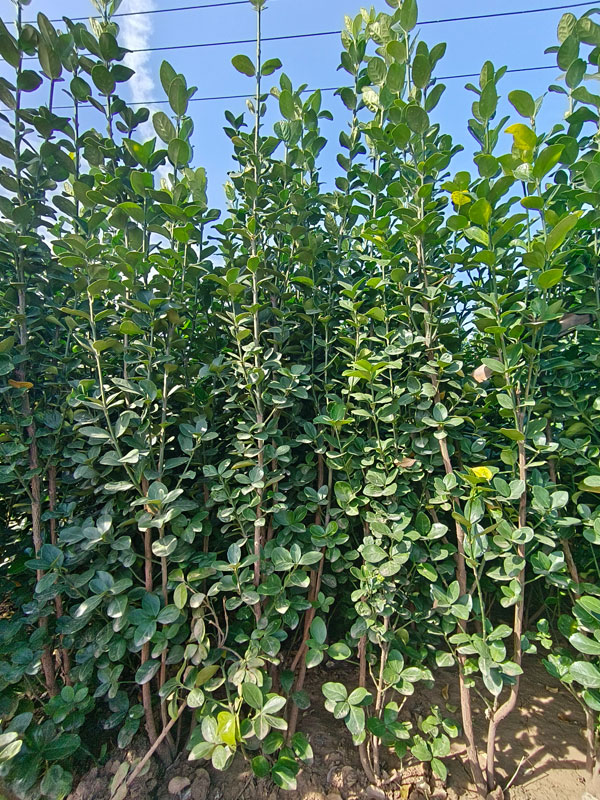 1731655592326130.jpg 2.jpg