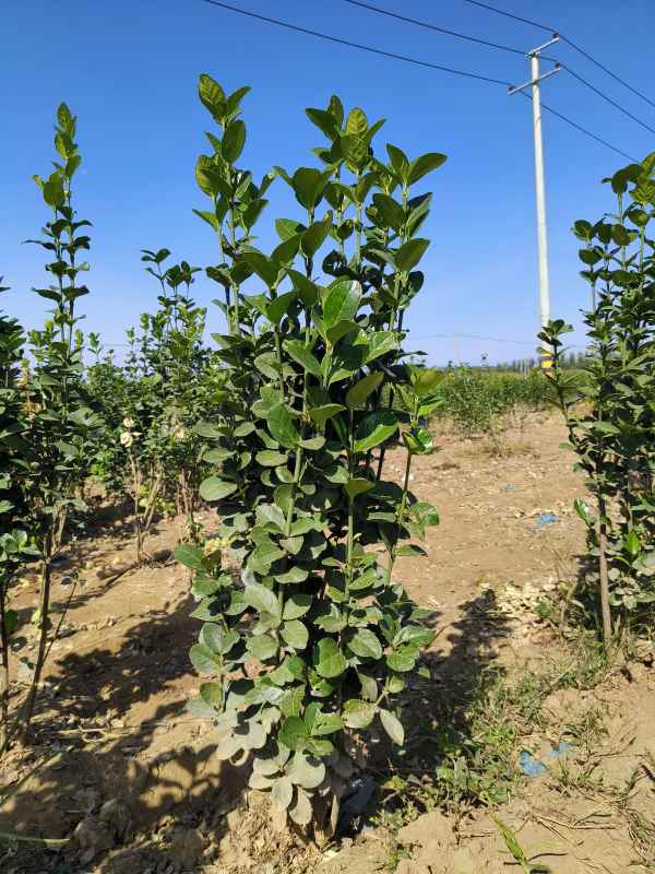 1731655686310467.jpg t (18).jpg