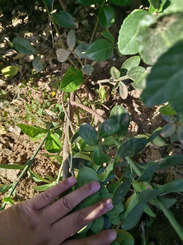 1731655758160273.jpg t (17).jpg