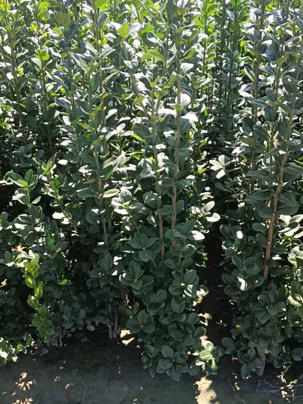 1731655830284963.jpg 8.jpg