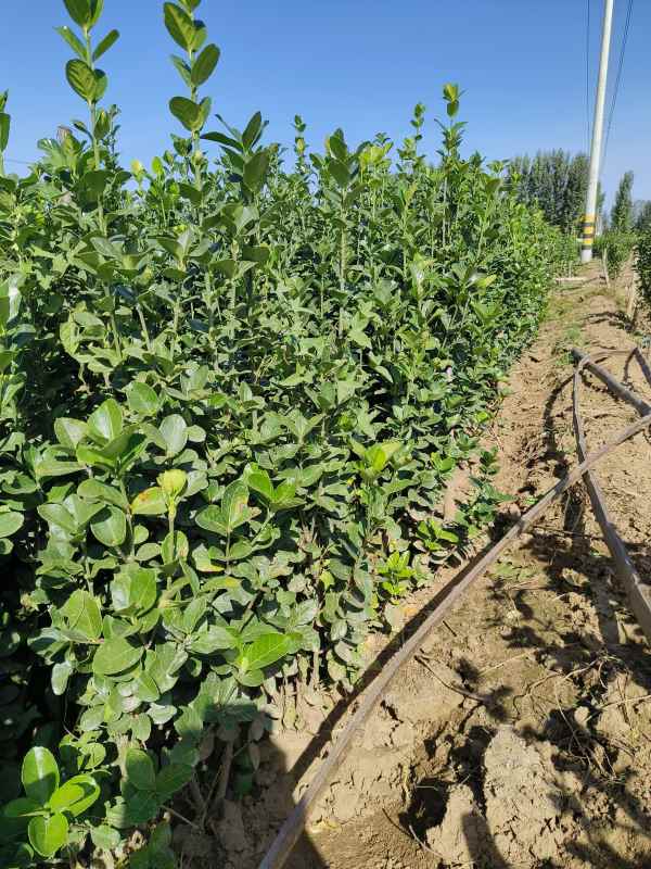 1731655974183212.jpg t (16).jpg