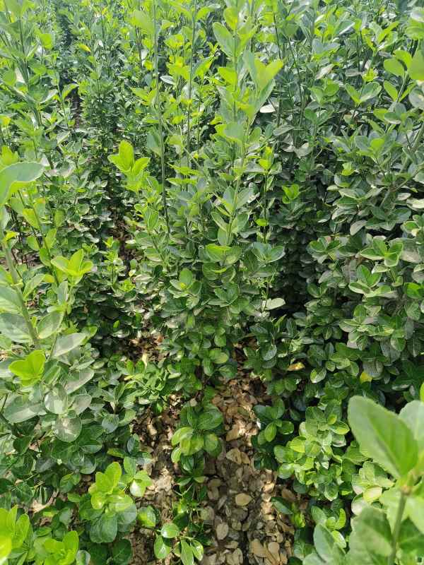 1731656047521413.jpg t (3).jpg