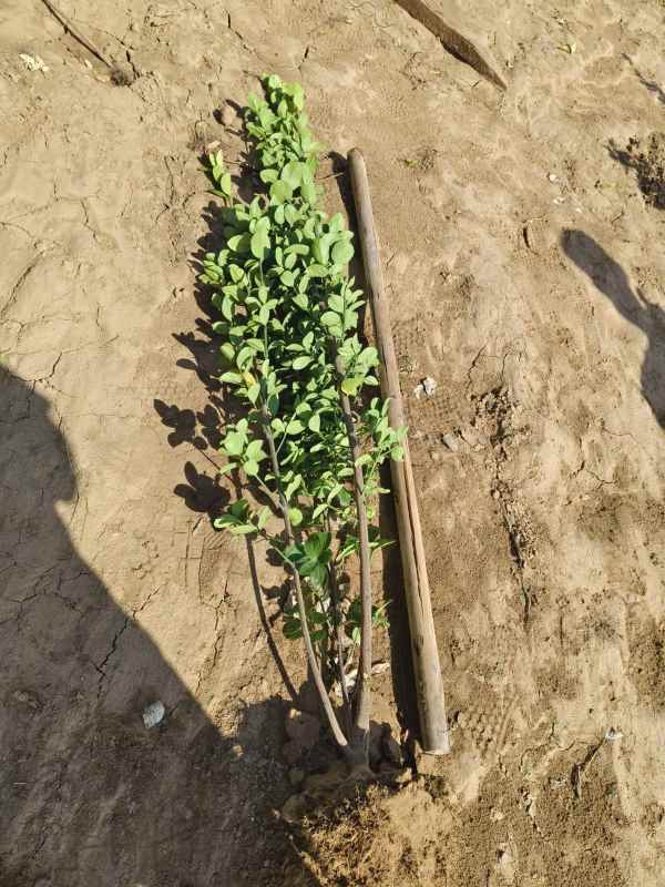 1731656139728401.jpg t (14).jpg