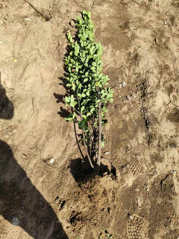 1731656524175666.jpg t (13).jpg