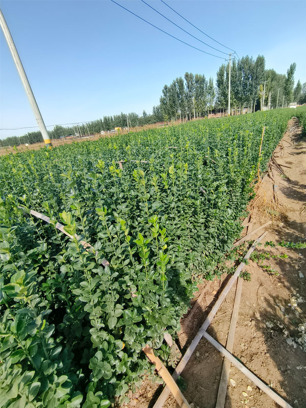 1731656619371268.jpg 3.jpg