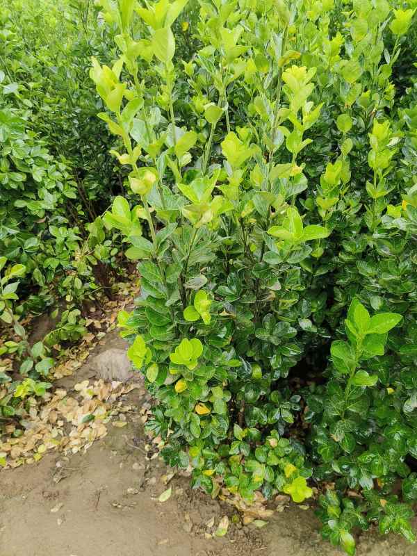 1731656783928125.jpg t (10).jpg