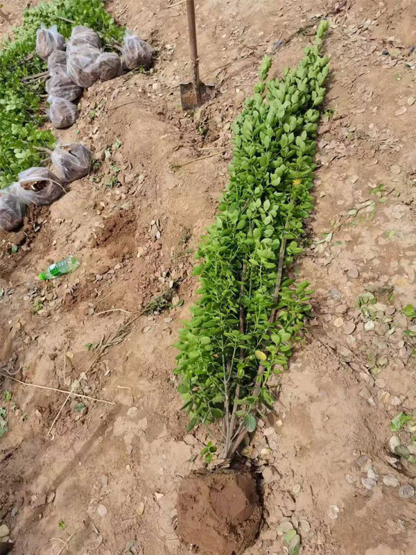 1731656878819070.jpg 12.jpg