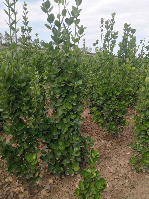 1731656933881812.jpg 16.jpg