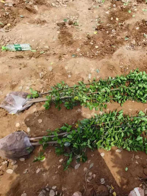 1731657002309523.jpg 10.jpg