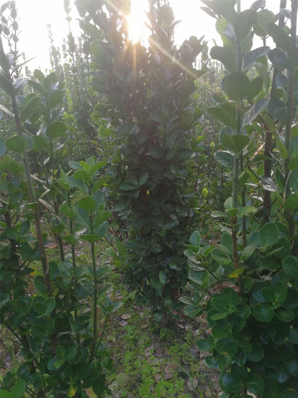 1731657080125171.jpg 4.jpg