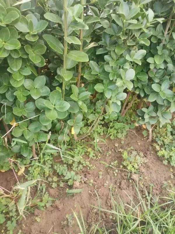 1731657149537175.jpg t (2).jpg