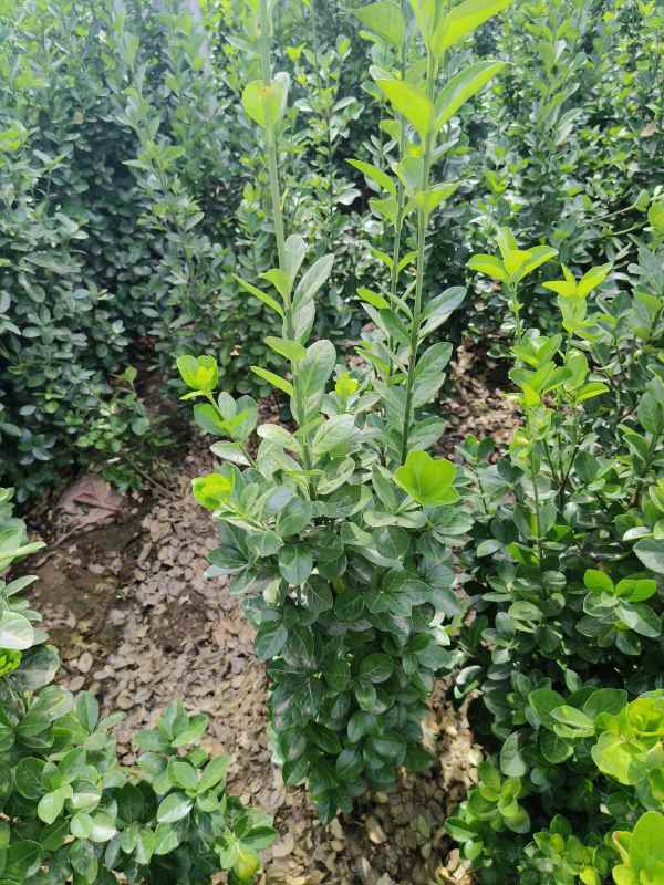 1731657326963948.jpg t (4).jpg