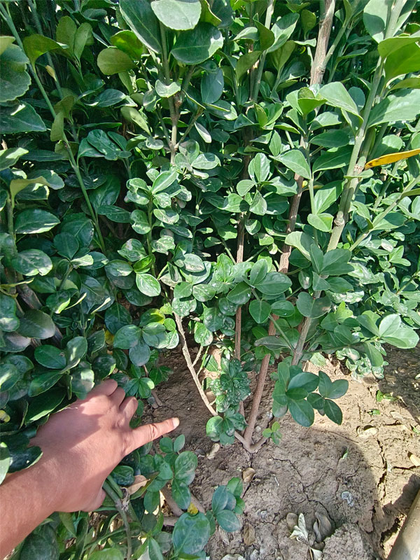 1731657405805124.jpg 1.jpg