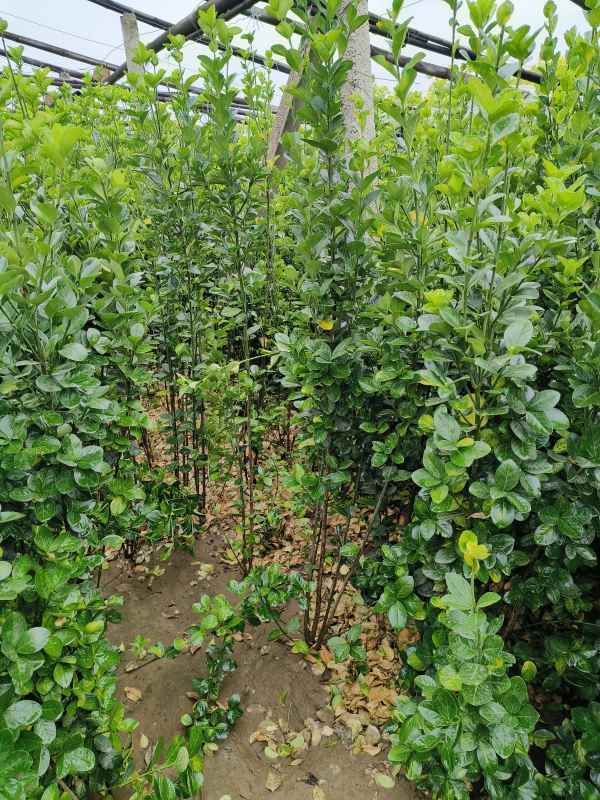 1731657523929411.jpg t (9).jpg