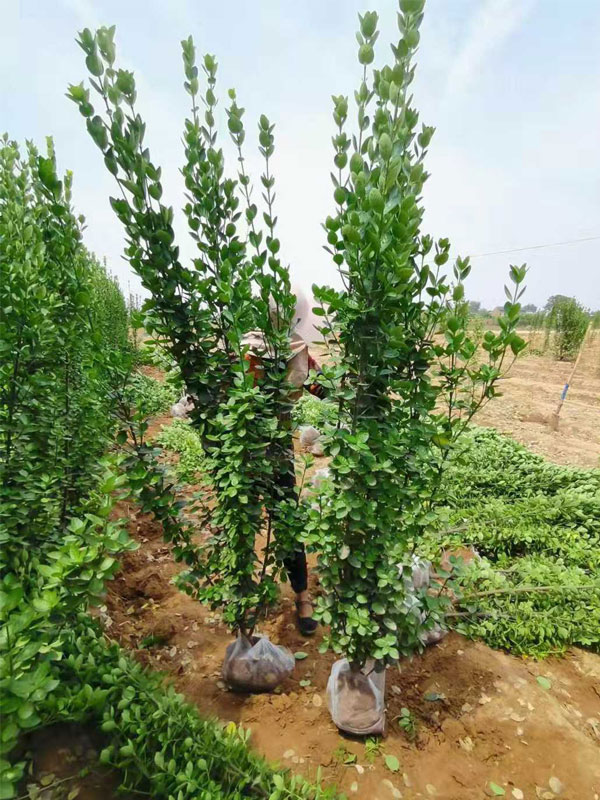 1731657853793149.jpg 9.jpg