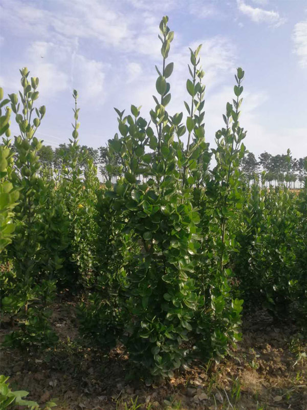 1731657932996414.jpg 15.jpg