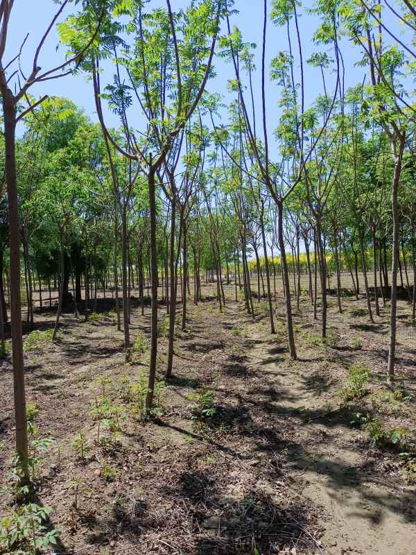 1731832397143909.jpg IMG_20220501_112157.jpg