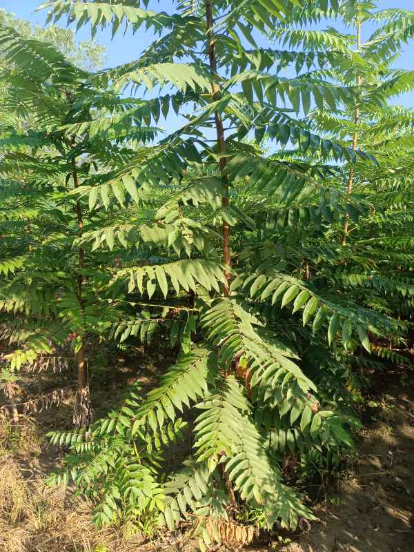 1731832594104041.jpg IMG_20220921_073804.jpg