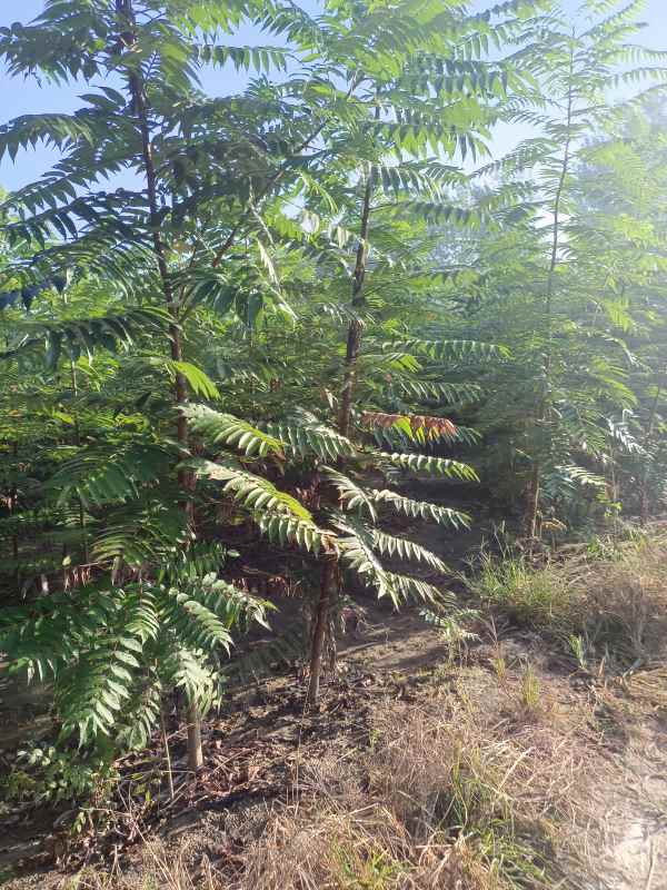 1731833014629218.jpg IMG_20220921_073801.jpg