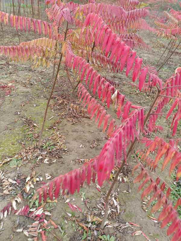 1731833298472700.jpg IMG_20211101_095026.jpg