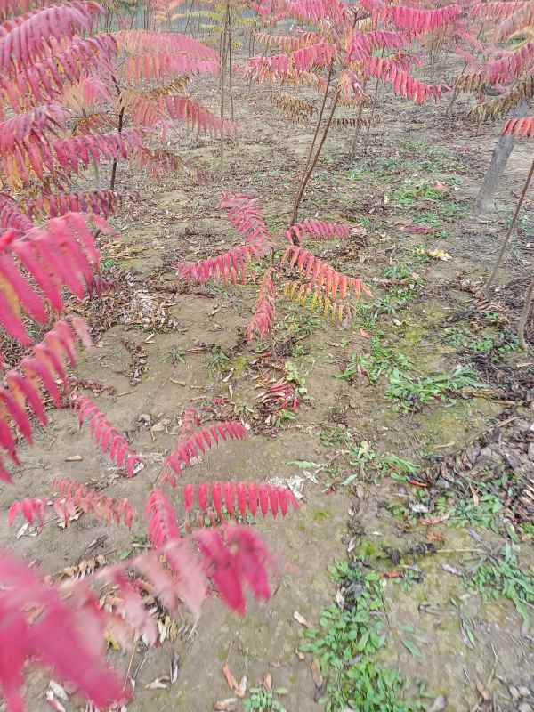 1731833370929390.jpg IMG_20211101_095027.jpg