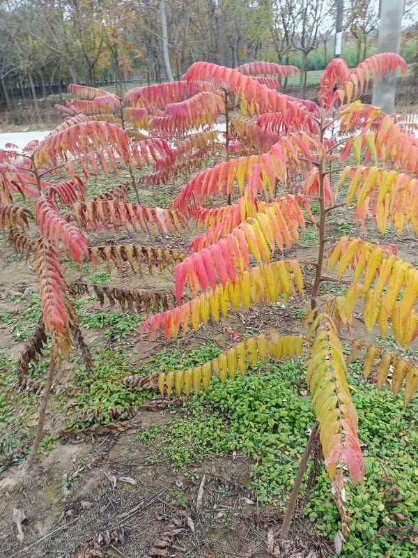 1731833628653477.jpg IMG_20211101_095029.jpg