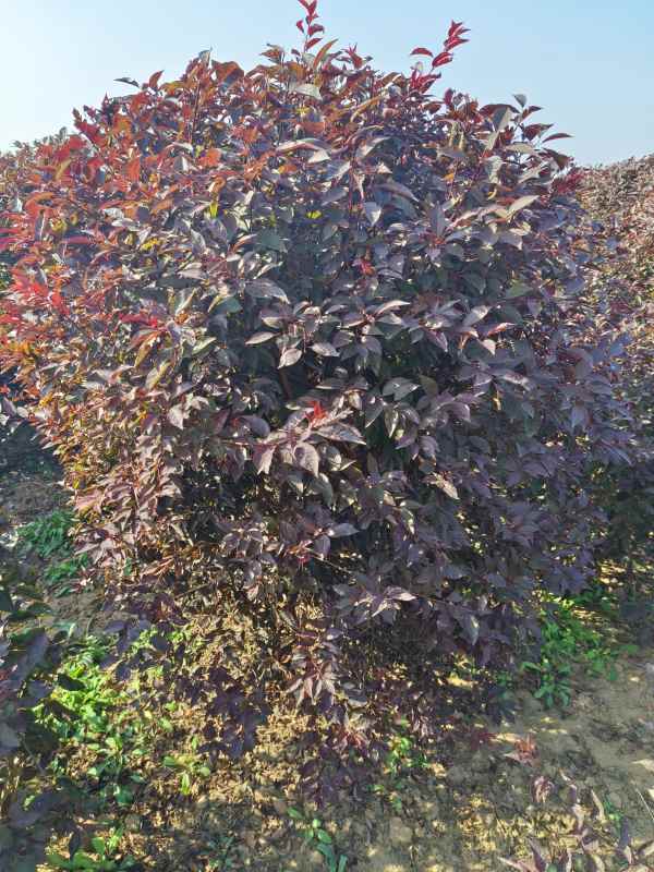 1731908019760975.jpg IMG_20231010_141300.jpg