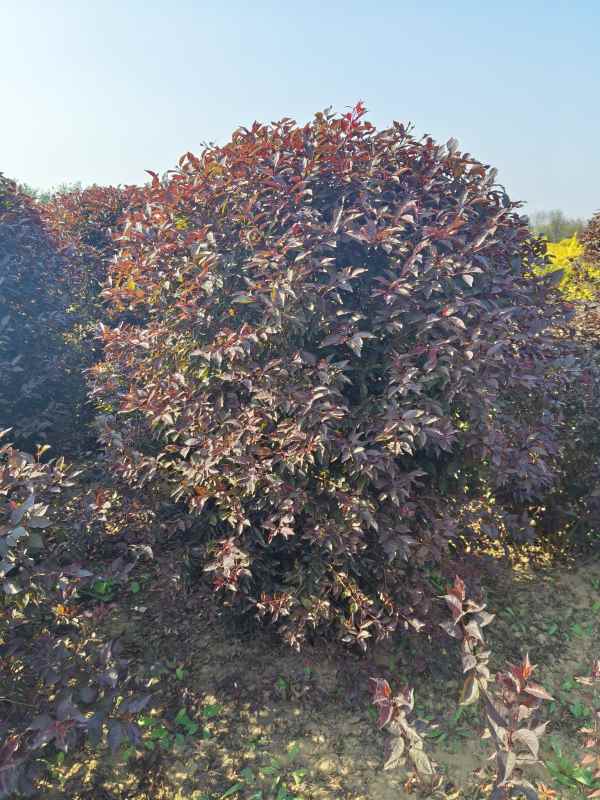 1731908089772790.jpg IMG_20231010_141246.jpg