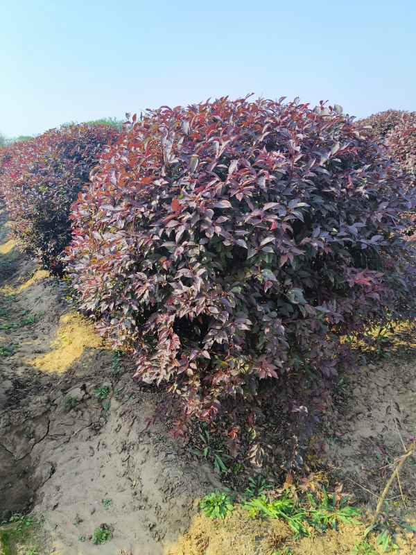 1731908205794723.jpg IMG_20231010_135334.jpg