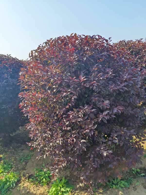 1731908289879542.jpg IMG_20231010_135331.jpg