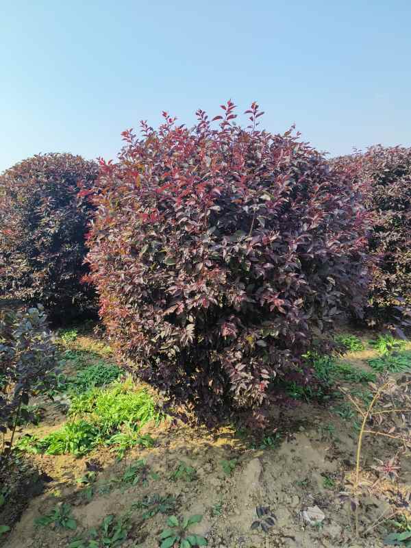 1731908403182594.jpg IMG_20231010_135328.jpg