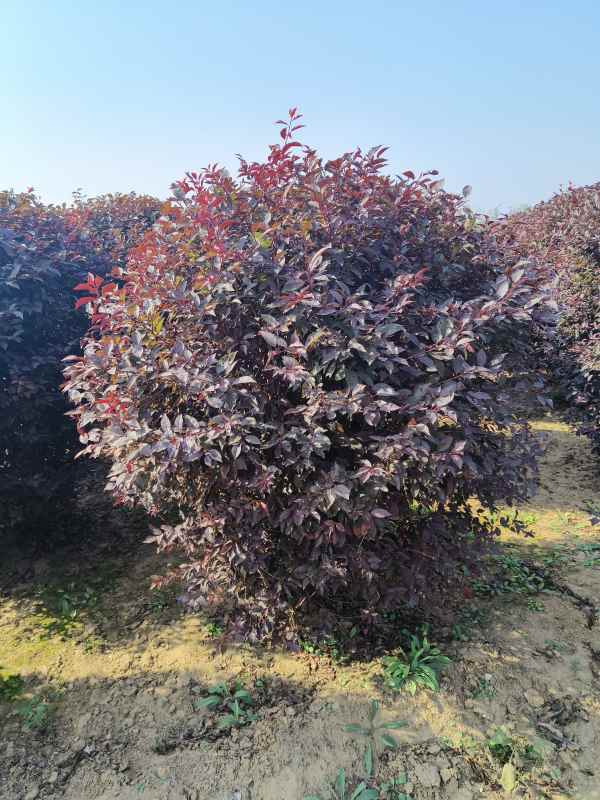 1731908673227624.jpg IMG_20231010_135323.jpg