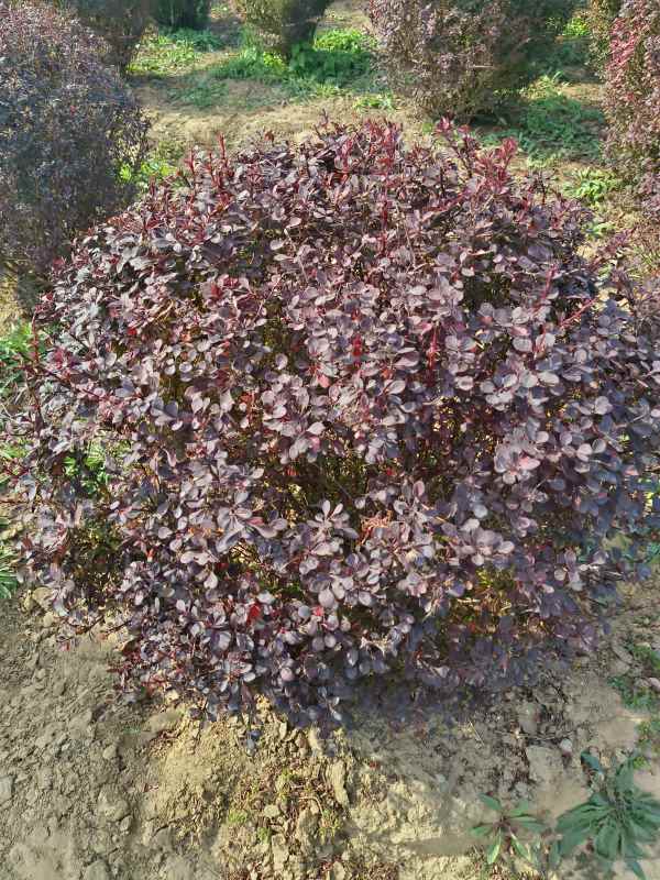 1731908869110451.jpg IMG_20231010_133439.jpg