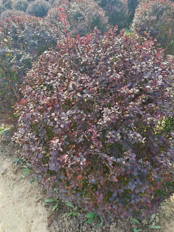 1731908998728120.jpg IMG_20231010_133432.jpg