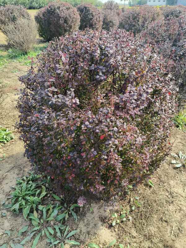 1731909077138144.jpg IMG_20231010_133427.jpg